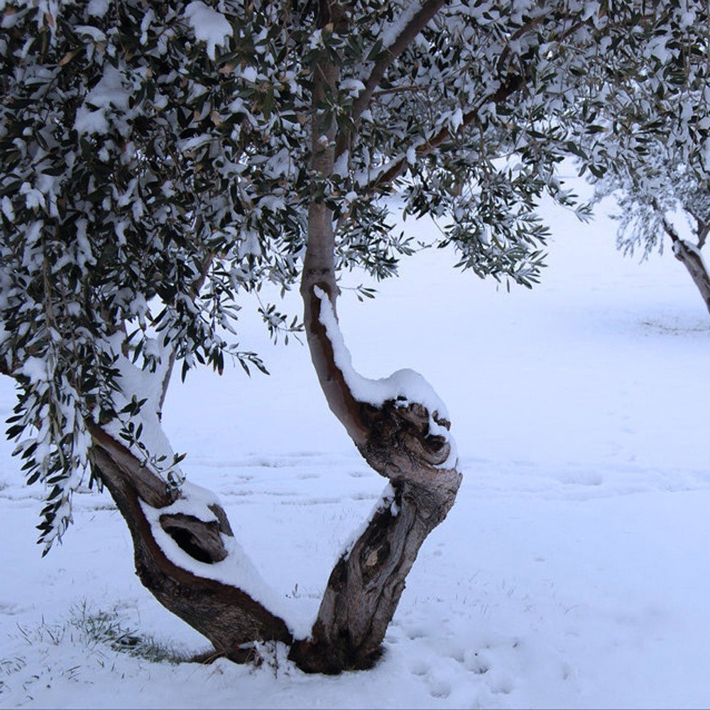 How low temperatures can help olive oil production - The Meander Shop