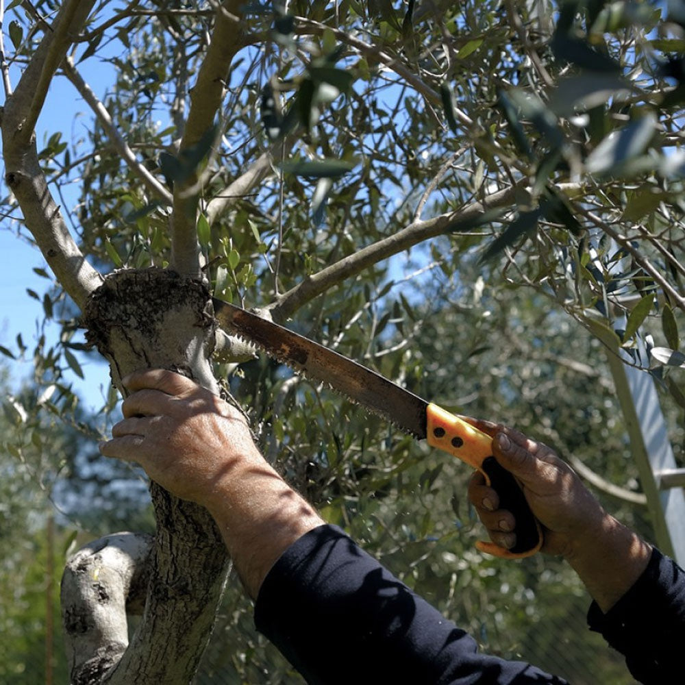 The pruning of olive tree
