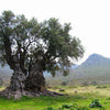 The history of olive tree and olive oil