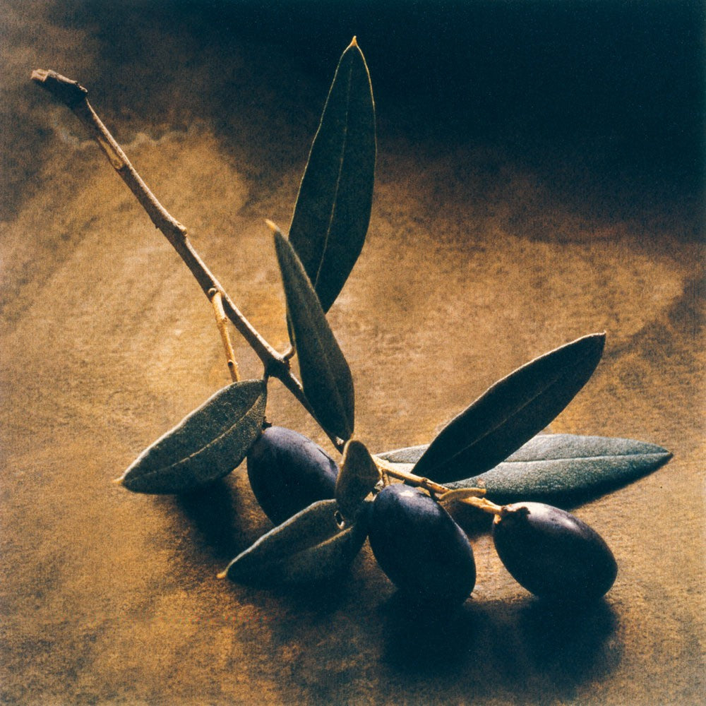 The symbolism of the olive tree in Christianity