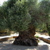 One of the oldest olive trees in the world