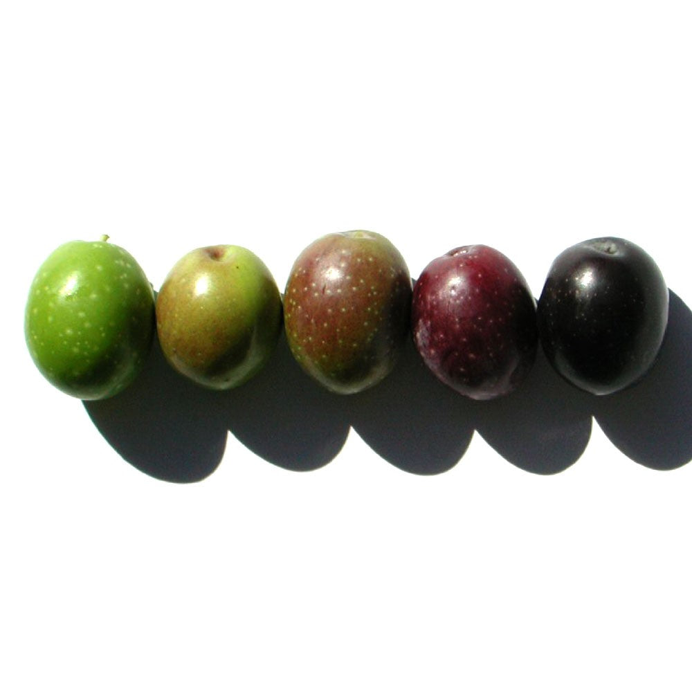The olive fruit ripening process
