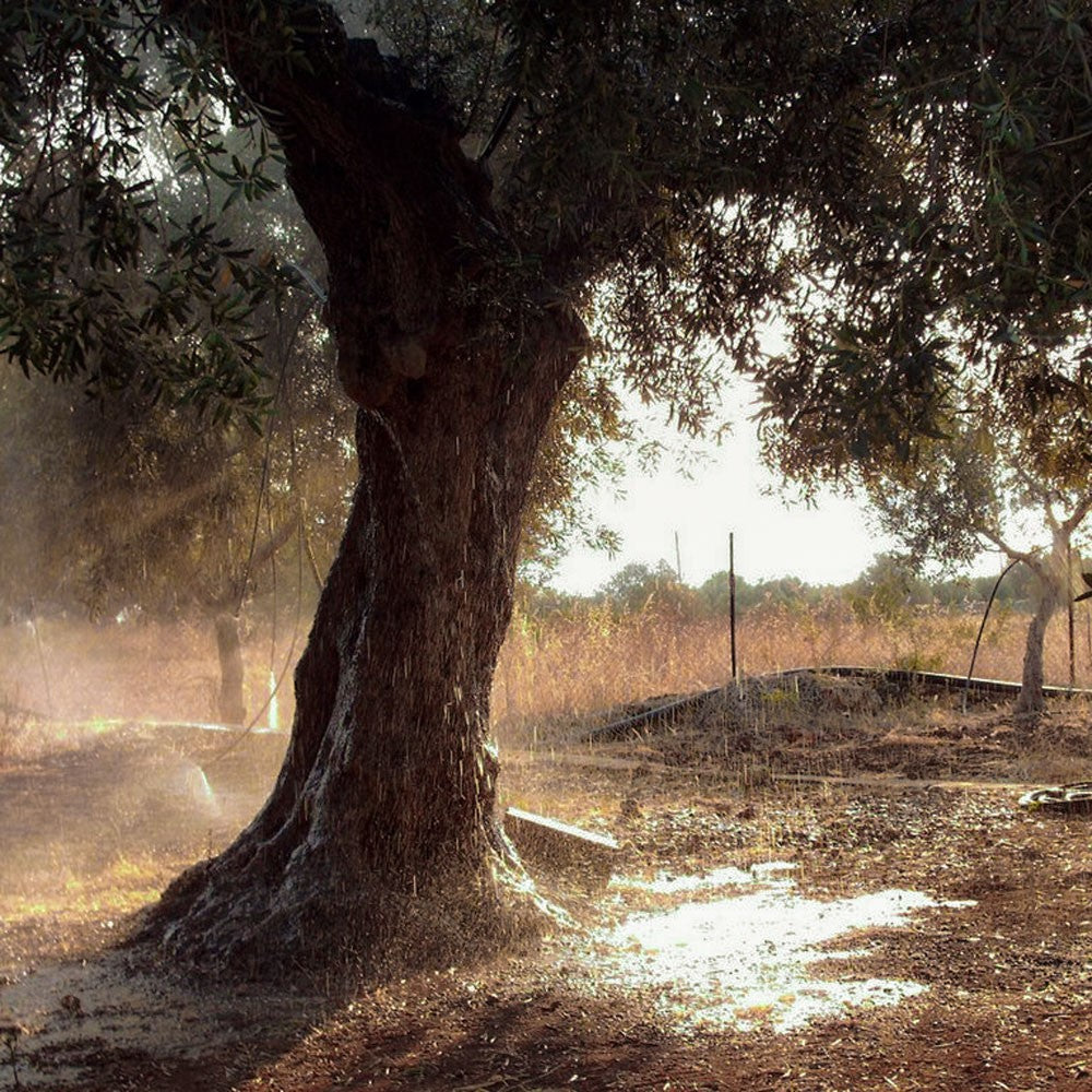 Watering olive tree