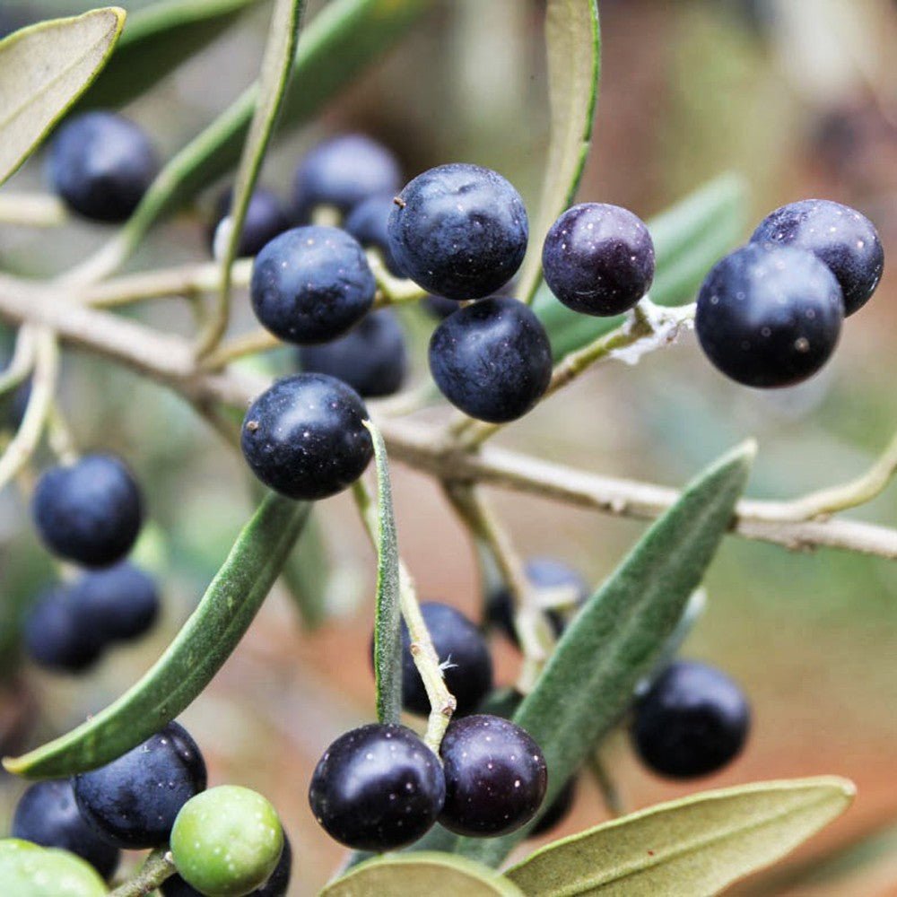 Olive oil from wild olives - The Meander Shop