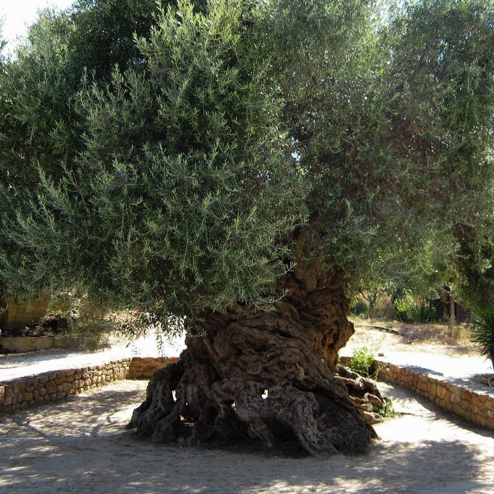 One of the oldest olive trees in the world - The Meander Shop