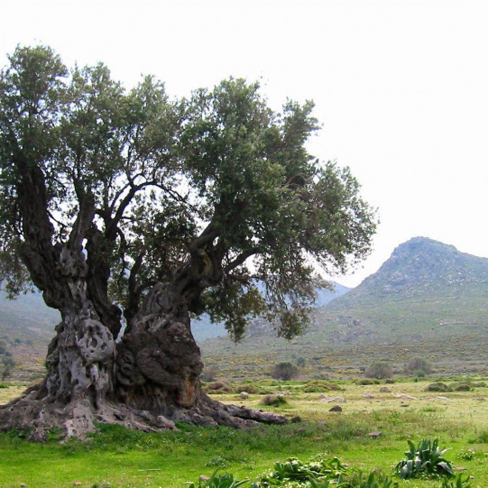 The history of olive tree and olive oil - The Meander Shop