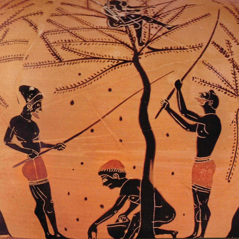 The olive oil in ancient Greece - The Meander Shop